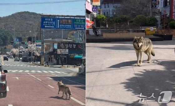 오월드 탈출 늑대 '가짜 사진'에 혼선…위치 확인도 안 돼(종합)