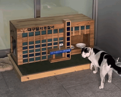 '전국 최초' 경찰서에 집 생긴 고양이…"민중의 지팡이가 집사냥"