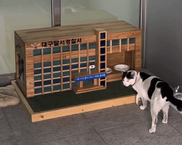 '전국 최초' 경찰서에 집 생긴 고양이…"민중의 지팡이가 집사냥"