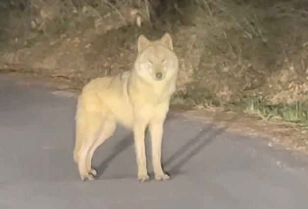 오월드 탈출 늑대, 대전서 발견…신고자 새벽마다 늑구 찾았나