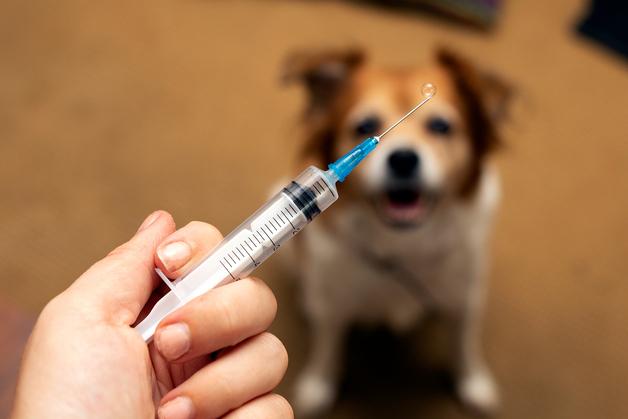 반려동물 주사기 수급 불안 확산…대한수의사회 비상 대응 가동