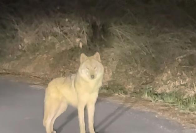 '탈출 늑대' 늑구, 마취총 빗나가…"날쌔고 건강, 4m 벽도 넘어"(종합)