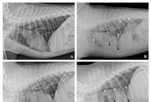 FM동물메디컬센터, 골육종 폐 전이된 진돗개 '삼중병용요법' 치료