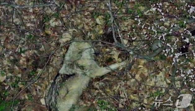 드론 소리에 놀라 잠 깬 오월드 늑구 '맴찢'…전 국민 관심사됐다