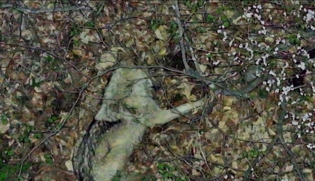 "늑구, 자연포육에 가까운 개체…포착 안되지만 습성상 숨어 있을 듯"