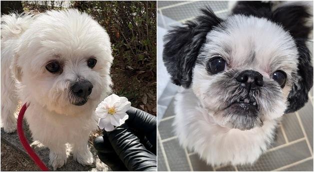 "이제는 헤어지지 않을 가족을"…구조견 누네·띠네의 간절한 기다림