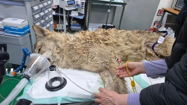 이장우 시장 "늑구 무사 귀환…시민·국민 여러분 성원에 감사"