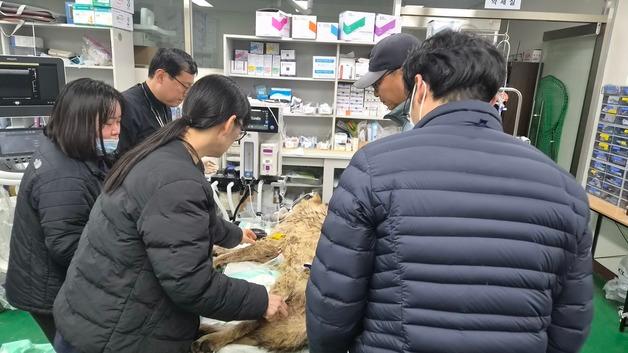대전 환경단체 "늑구 무사 귀환 환영…관리 체계 근본적 변화 필요"