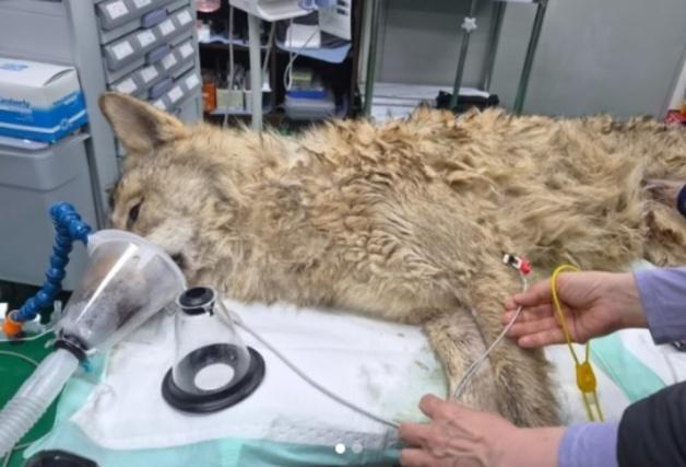 오월드 늑대 '늑구', 집으로…"사살 안 되고 구조, 천만다행"