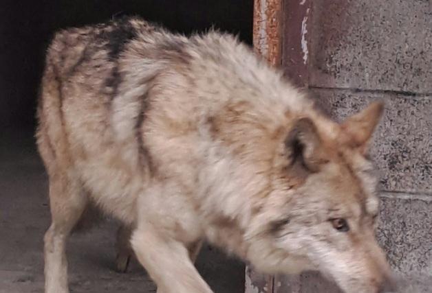 '늑대 탈출' 오월드, 대전도시공사 자체 감사에 공정성 논란