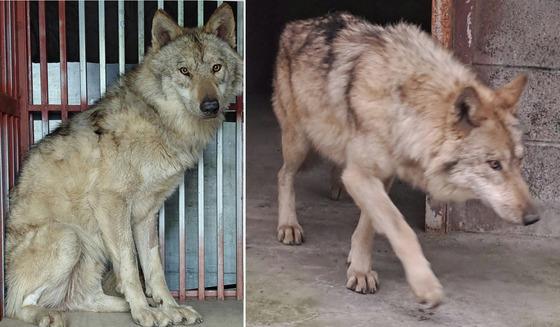 열흘 만에 생포된 늑구가 남긴 것…'사살 대신 보호' 바뀐 시선