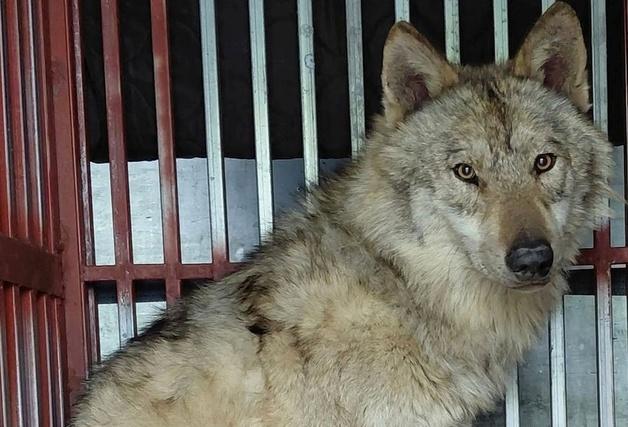 "늑구 향한 관심, 재미로 전락 안 돼…동물원 시설 개선해야"