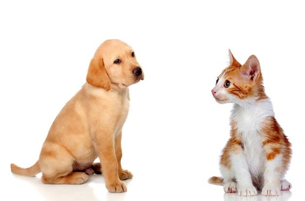 법정전염병이라면서…"광견병 의무접종, 시술비도 지원 필요"