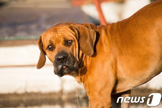 '53→60→70건' 인천 개물림 사고 매년 늘어…"안전관리 강화해야"