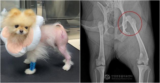 "비명 지른 뒤 뒷다리 못 디뎌"…강아지 고관절 탈구, 수술로 회복