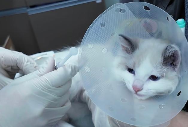 "고양이도 광견병 접종"…동물병원에 온 솜뭉치, 말단접종 눈길