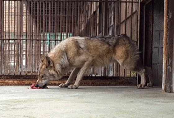 감사·논란 부담됐나…대전 오월드, '늑구' 소식 SNS 게시 중단
