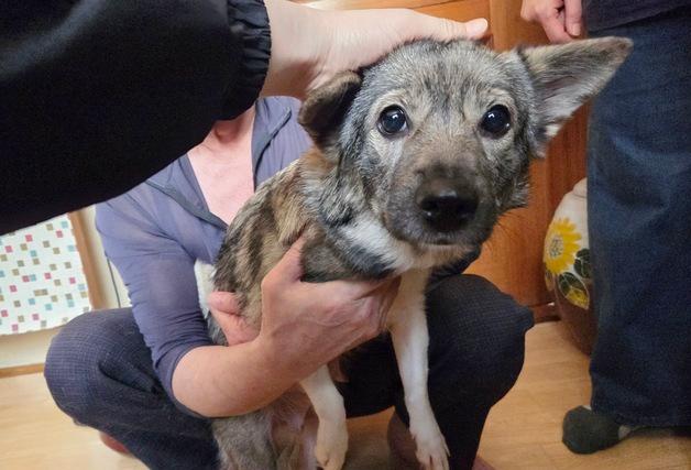 눈물로 보내야 했다…외로움으로 시작된 19마리 애니멀호딩의 결말