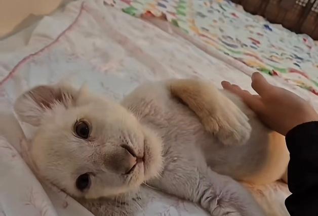 대전 아쿠아리움 백사자 '보문이' 희귀질환 앓다 폐사