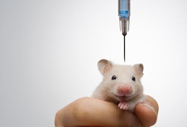 "생명 죽이는 극심한 고통 그만"…세계실험동물의 날, 목소리 커져