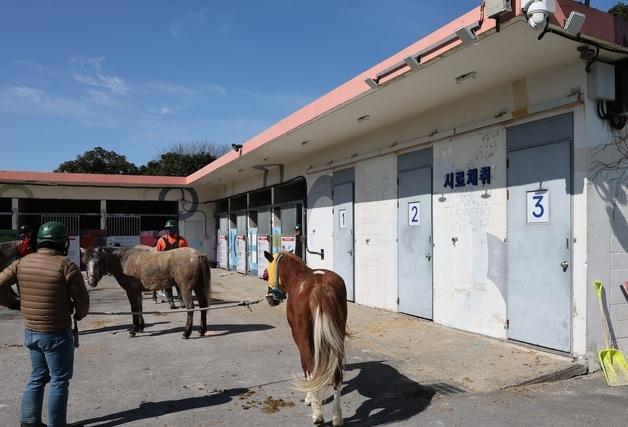 금지약물 논란 마사회 제주본부 "경주 전 약물검사 의무화"