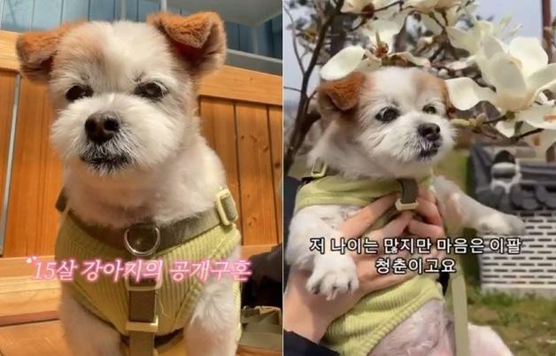 "간식 양보해 줄 남친 구함"…15살 노견 공개 구혼에 댓글 폭주