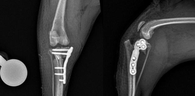 예은동물의료센터, TPLO 수술 특화…"합병증 막는 협진 체계"