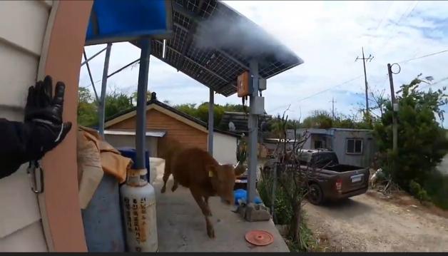신안 축사에서 도망친 소…소방, 마취총 작전으로 무사 포획