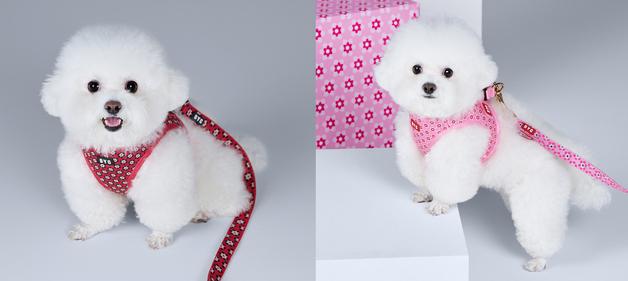 '개리야스' 하네스까지 확장…BYC, 반려동물용품 라인업 강화