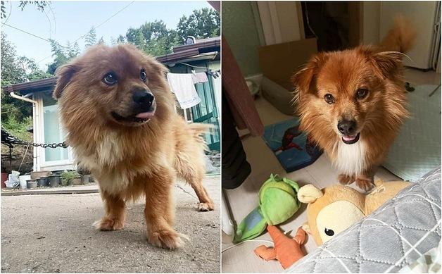 "4평에서 개 키운다고?"…시골 목줄견 '똘이', 견생역전 시작됐다