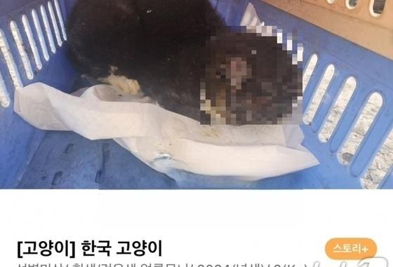 대전서 길고양이 화상 입힌 70대 검거…'연쇄 학대' 연관성 조사