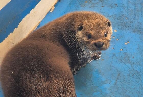 "광주 우치동물원 수달 '달순이'에게 경상도 '남친'이 생겼어요"