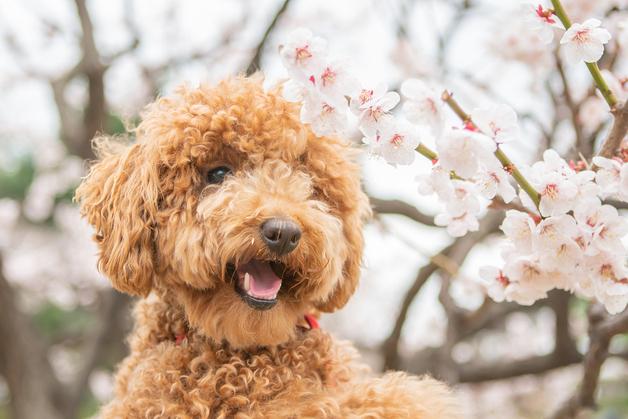 벚꽃놀이 다녀온 후 축 처진 강아지…단순 피로 아니었다