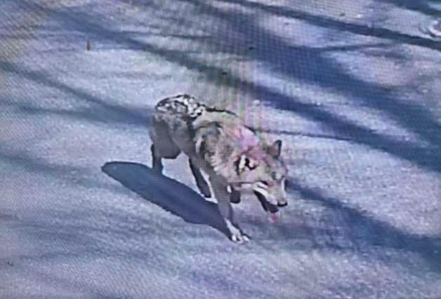 "어, 한 마리가 없네"…대전 오월드 늑대 탈출 40분 지나 신고