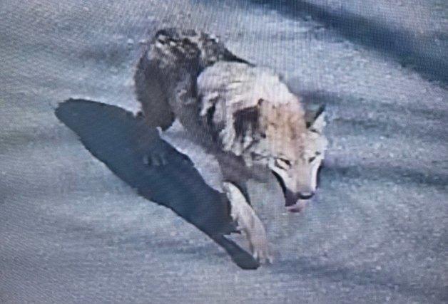 대전 오월드 탈출 늑대 외부로 나가…엽사 동원해 수색(종합2보)