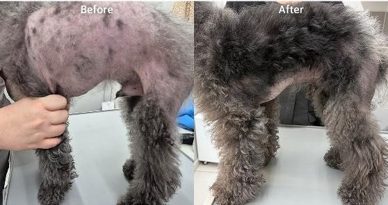 2년째 원인 못 찾던 강아지 탈모…레이저·엑소좀 치료 후 달라졌다