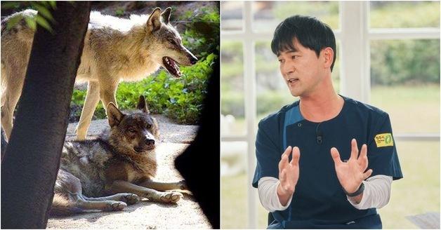  김정호 수의사 "인공포육 늑대는 다르다"…사육사 중심 포획 강조