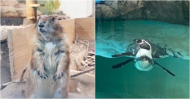 늑대 탈출이 드러낸 오월드 민낯…3300억 재창조 사업 도마 위