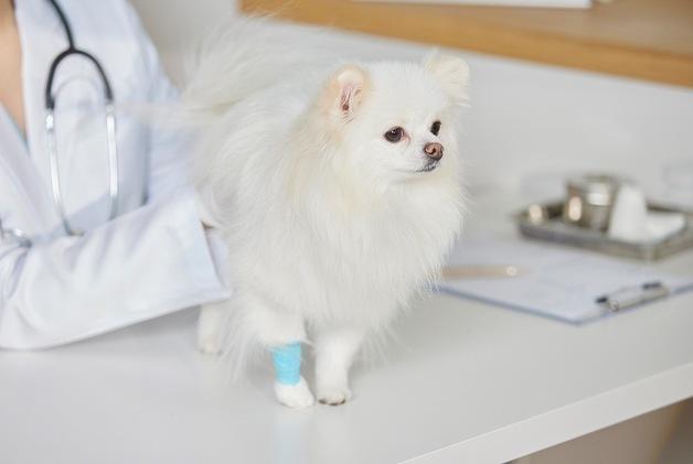 "2년째 앞다리 절뚝이던 강아지"…관절주사 후 달라진 걸음