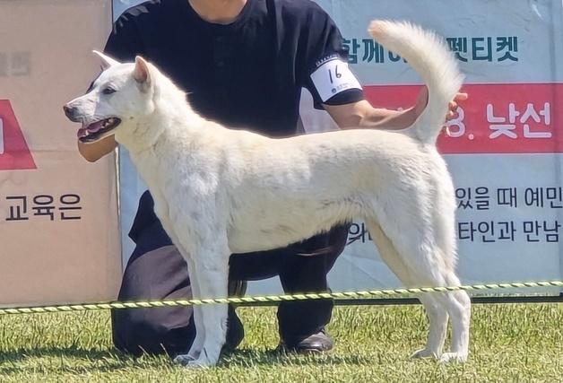 '세계 속의 진도견' 우수성 알렸다…도그스포츠대회도 열려