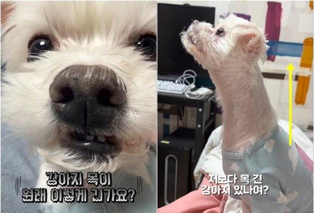 "나보다 목 길다"…SNS 달군 '가짜 말티즈' 두부