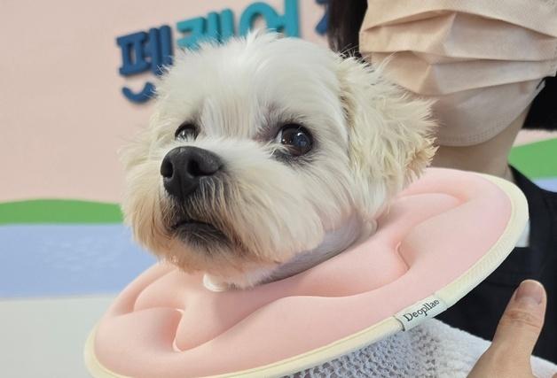 박순석동물메디컬센터, 이첨판폐쇄부전증 수술 성공…대구경북 최초