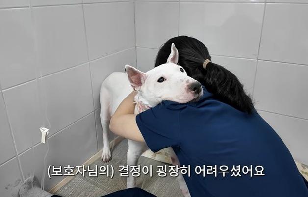 "더 고생시키기 싫어요"…보호자 붙잡은 수의사, 기적 만들었다