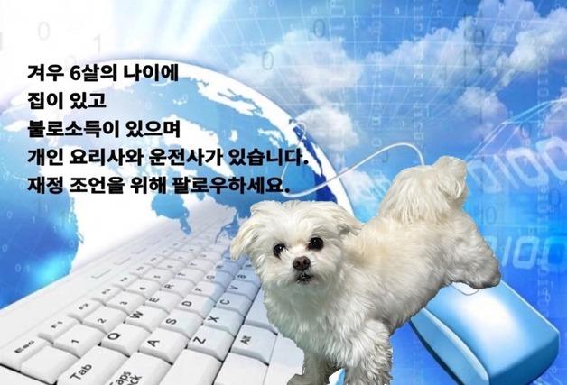 "겨우 6살에 집·요리사까지"…SNS 뒤집은 전업 강아지 세계관