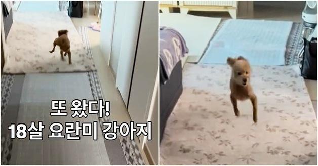 "18살 믿기지 않는다"…'요란미' 폭발한 푸들 영상 화제