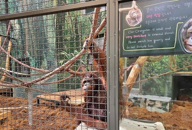 동물원 내실서만 17년…장애 오랑우탄 '백석' 햇빛 누리게 됐다