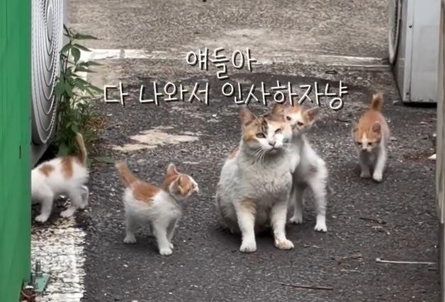 "뒤돌아보며 따라오라더니"…길고양이가 집사를 초대한 이유