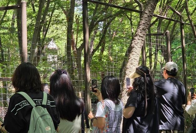 "늑구야, 잘 있었니"…오월드 재개장 첫날 '국민 늑대' 관람객 몰려