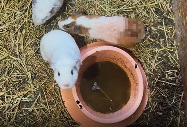 "살갗 찢겼는데 전시는 계속"…아기동물 체험장의 충격 실태 고발