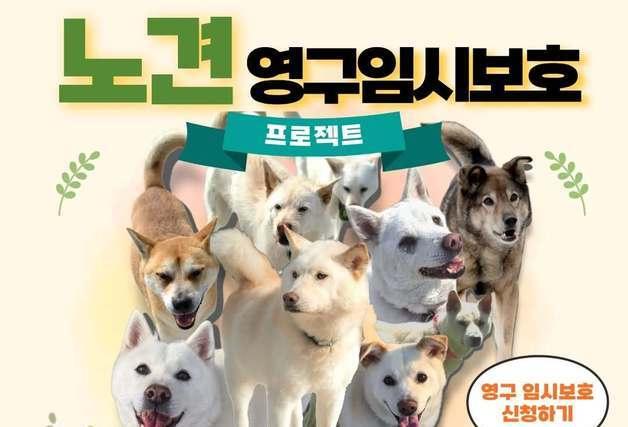 "병원비는 우리가 낼게요"…15살 보호소 노견들 가족 찾기 나섰다